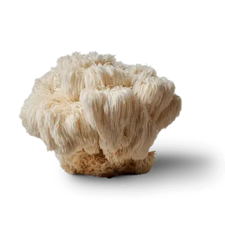 Lion's Mane Extract
