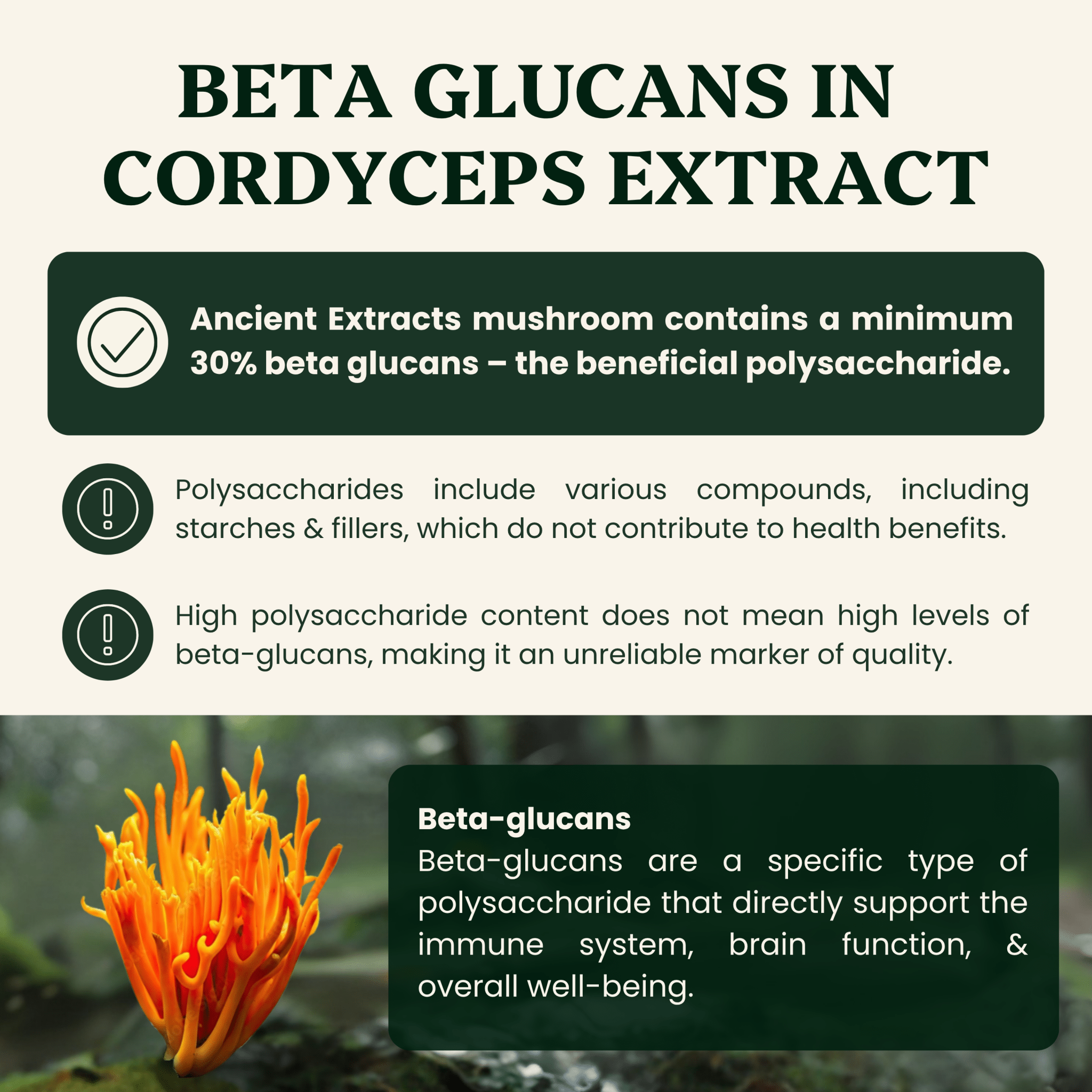 Cordyceps Mushroom Extract Powder - 30% Beta-glucan (60g)