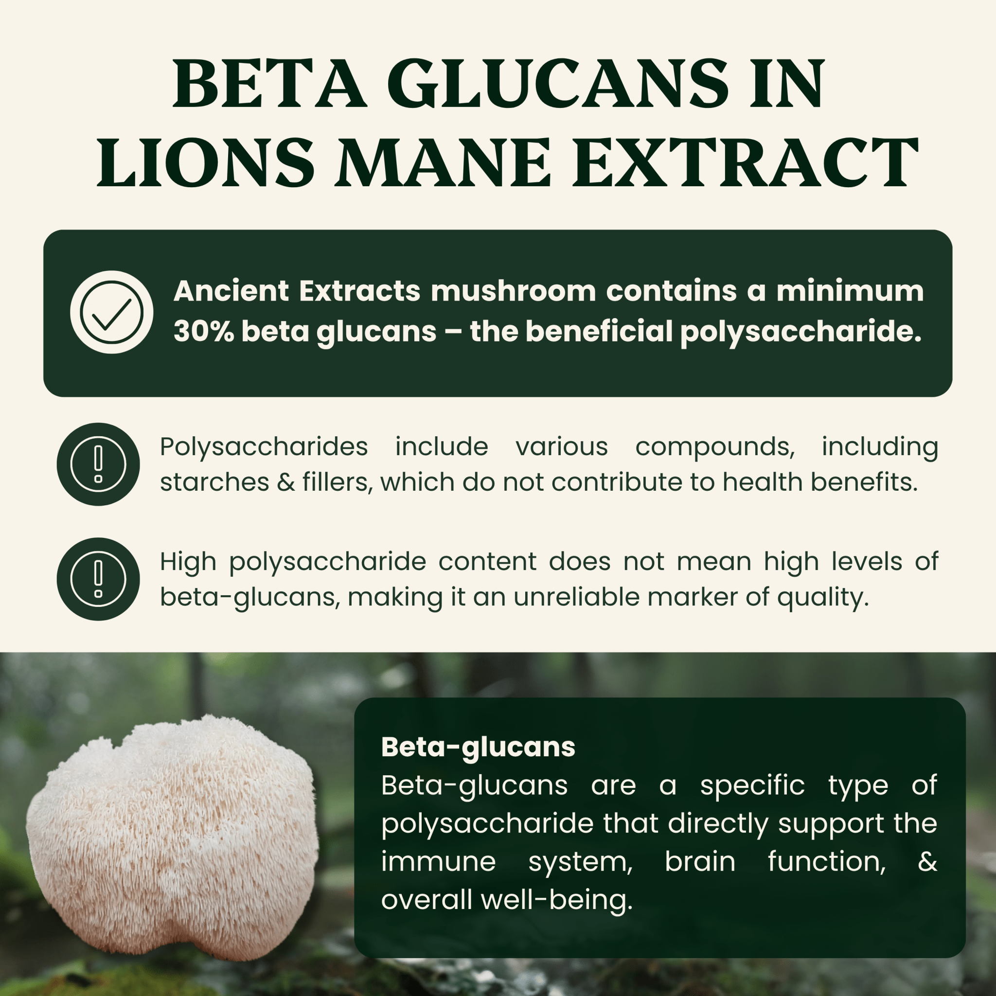 Lion's Mane Mushroom Extract Powder - 30% Beta-glucan (60g)