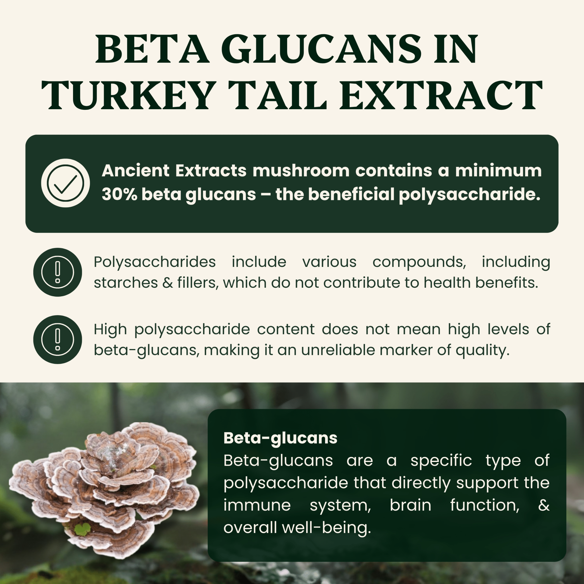 Turkey Tail Mushroom Extract Powder - 30% Beta-glucan (60g)