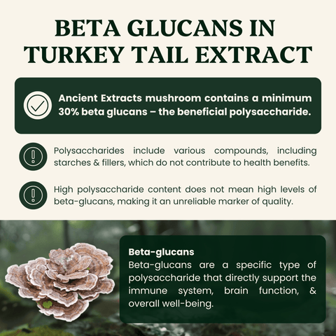 Turkey Tail Mushroom Extract Powder - 30% Beta-glucan (60g)