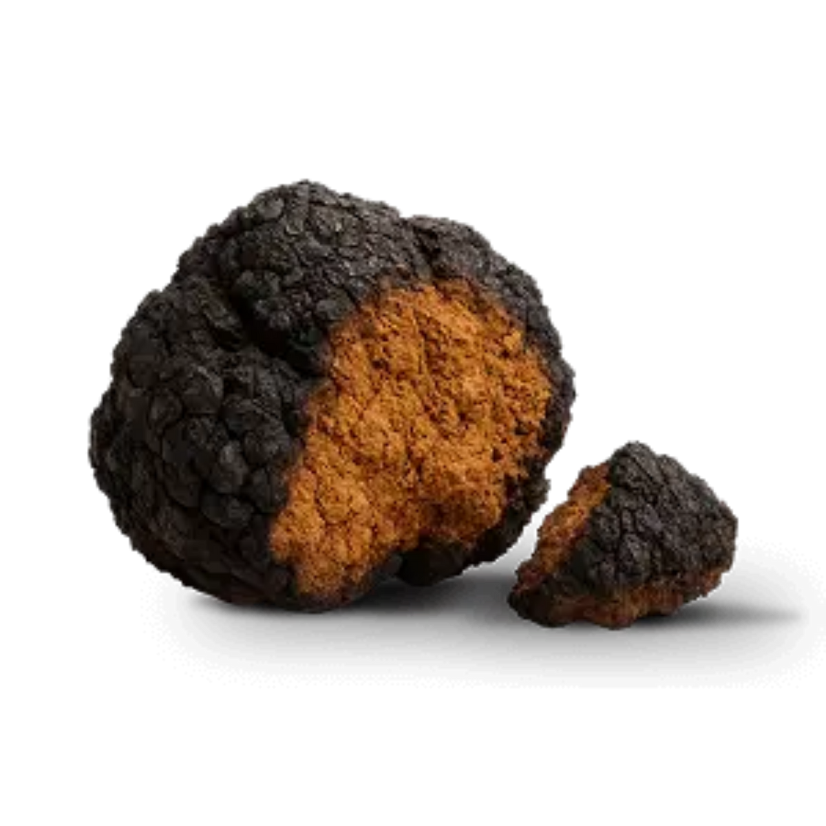 Chaga Mushroom