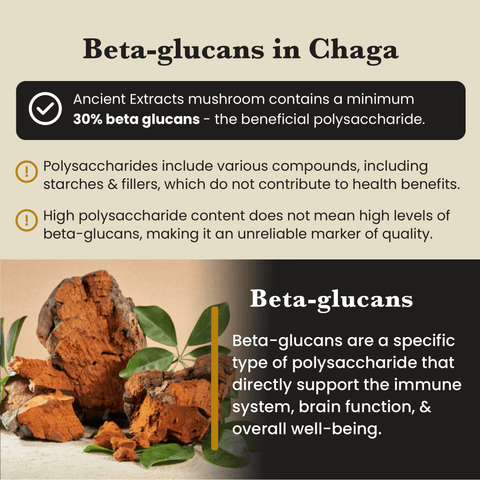 Image of Chaga mushroom with educational text about beta-glucans, highlighting immune support and health benefits – Ancient Extracts