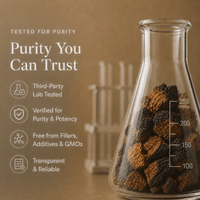 Chaga Mushroom Extract Powder - Mushroom Extract - Ancient Extracts