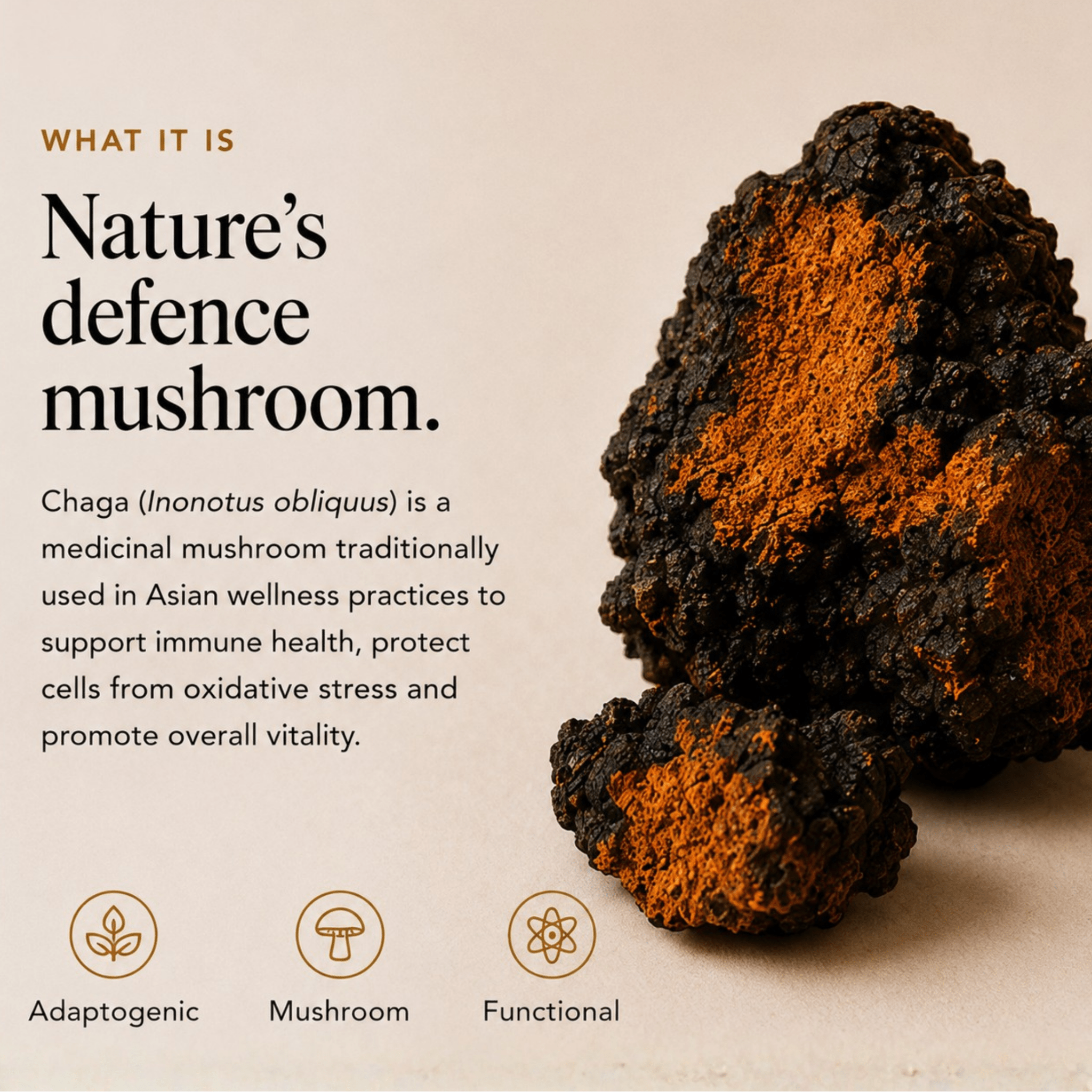Chaga Mushroom Extract Powder - Mushroom Extract - Ancient Extracts