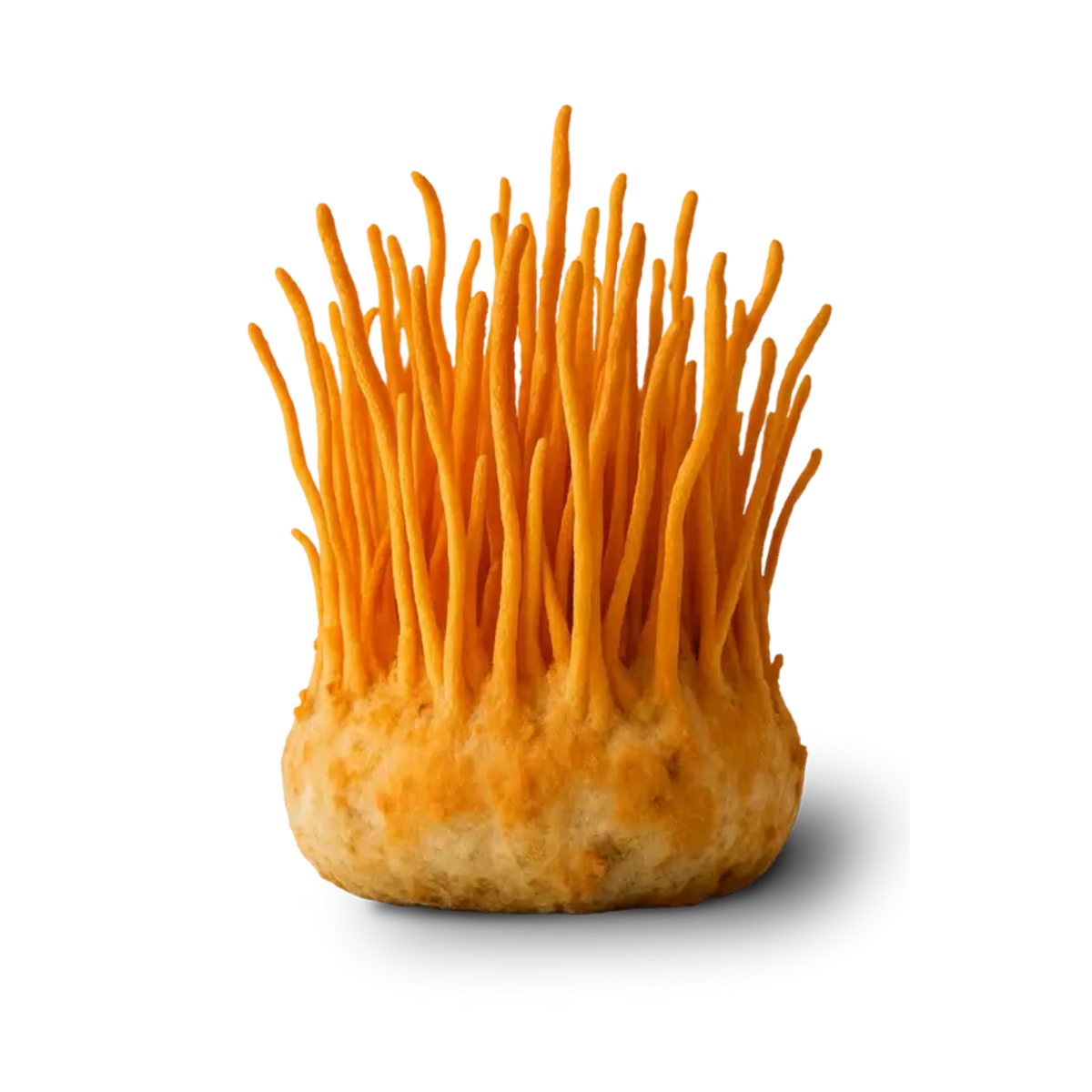 Cordyceps Extract