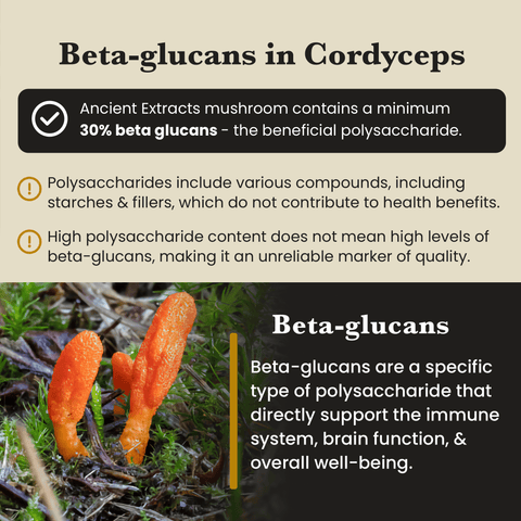 Image of Cordyceps mushrooms and educational text about beta-glucans, highlighting quality markers and health benefits – Ancient Extracts"