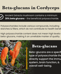 Image of Cordyceps mushrooms and educational text about beta-glucans, highlighting quality markers and health benefits – Ancient Extracts"