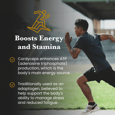 Hormone Pair Reishi & Cordyceps Extracts - 30% Beta Glucans (60g each) - Mushroom Extract - Ancient Extracts