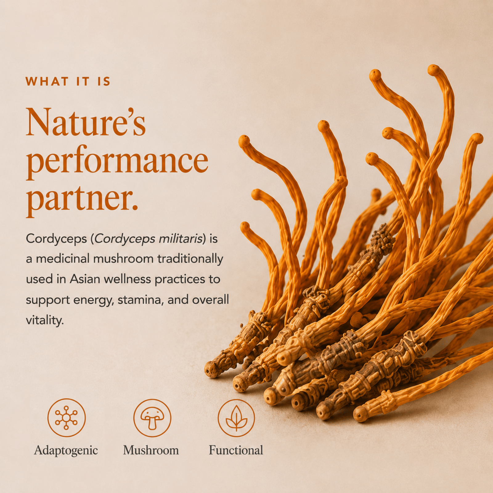 Cordyceps Mushroom Extract Powder - Mushroom Extract - Ancient Extracts