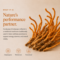 Cordyceps Mushroom Extract Powder - Mushroom Extract - Ancient Extracts