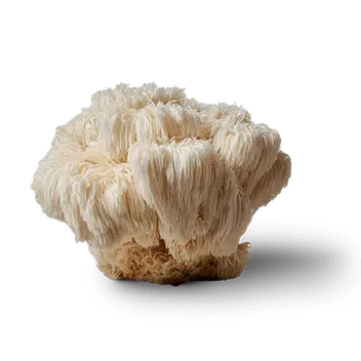 Lion's Mane