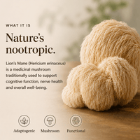 Lion's Mane Mushroom Extract Powder - Mushroom Extract - Ancient Extracts