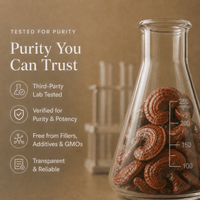 Reishi Mushroom Extract Powder - Mushroom Extract - Ancient Extracts