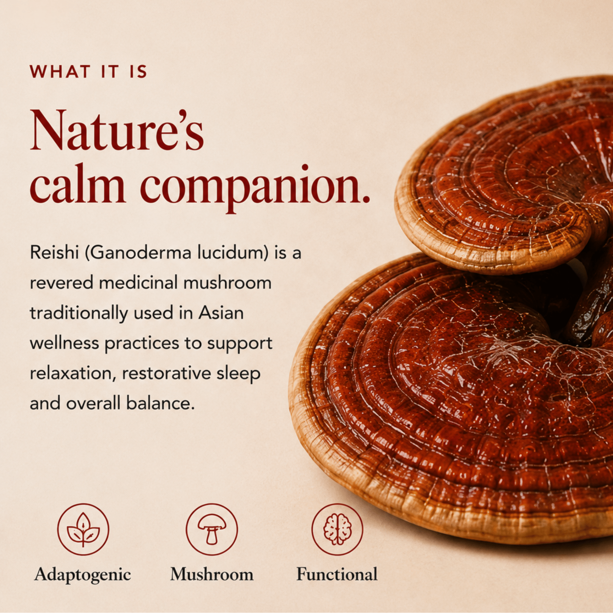 Reishi Mushroom Extract Powder - Mushroom Extract - Ancient Extracts