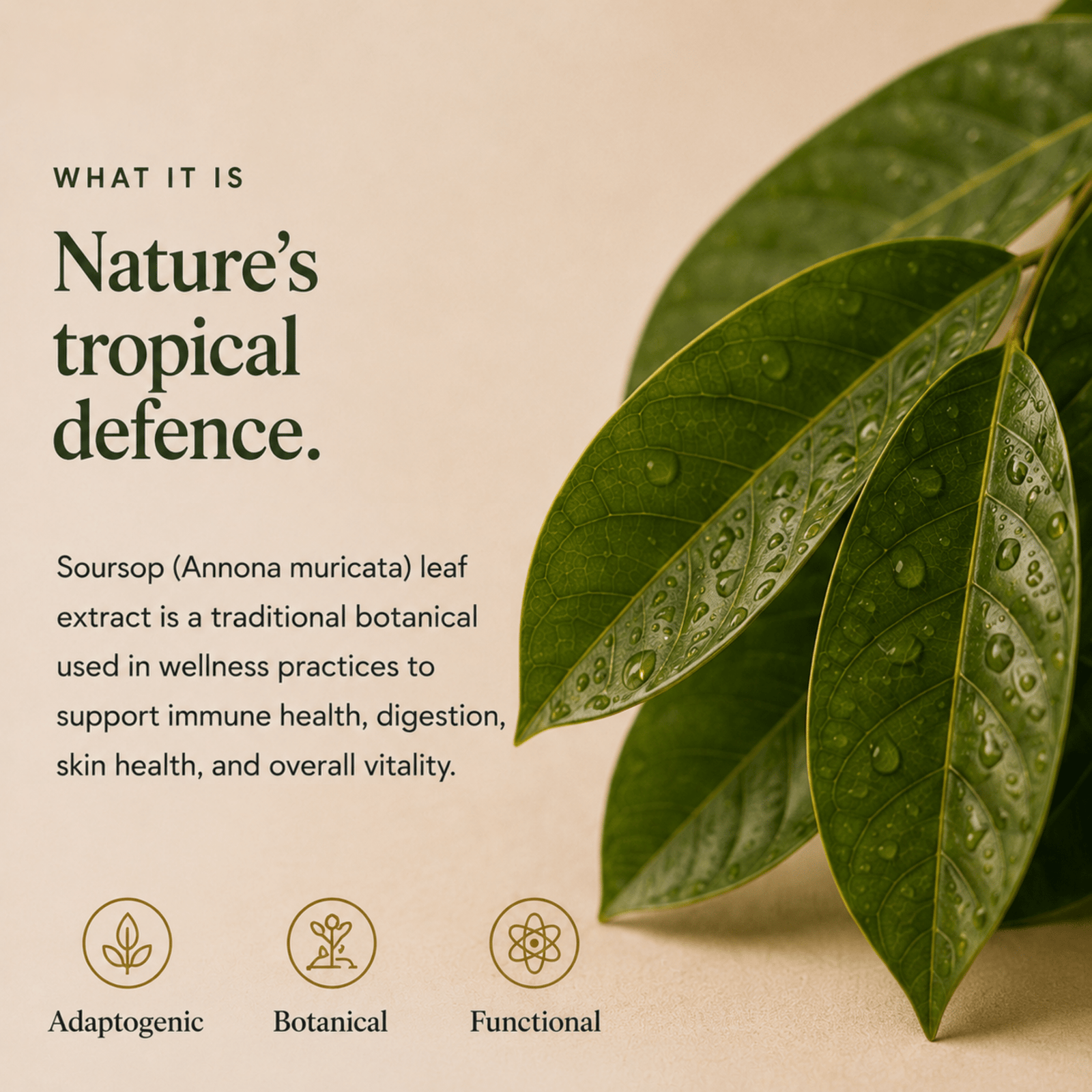 Soursop Graviola Leaf Extract - Ancient Extracts