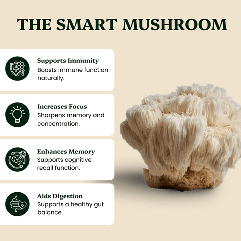 Lion's Mane Mushroom Extract Powder - Mushroom Extract - Ancient Extracts