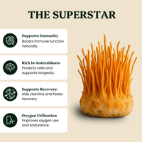 Cordyceps Mushroom Extract Powder - Mushroom Extract - Ancient Extracts