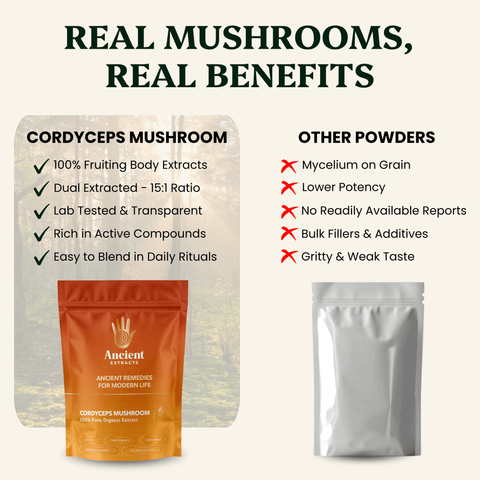 Cordyceps Mushroom Extract Powder - 30% Beta - glucan (60g) - Mushroom Extract - Ancient Extracts