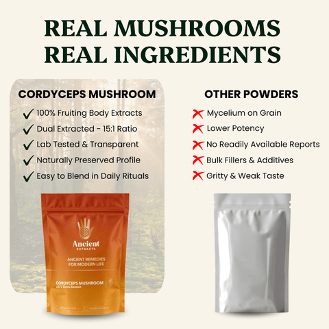 Cordyceps Mushroom Extract Powder - 30% Beta - glucan (60g) - Mushroom Extract - Ancient Extracts